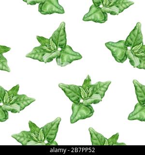 Warrigal Greens mit handgezeichneter Aquarellzeichnung. Nahtloses Muster. Stockfoto