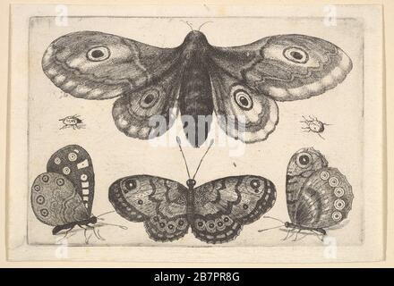 Eine Motte, drei Schmetterlinge und zwei Käfer, 1646. Stockfoto
