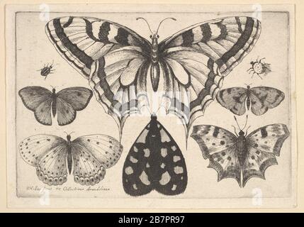 Fünf Schmetterlinge, ein Moth und zwei Käfer, 1646. Stockfoto