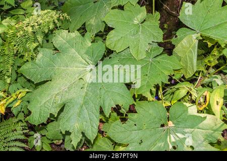 Devil's Club Strauch in Juneau, Alaska. Schädliche und irritierende Stacheln. Kräuterverwendungen durch erste Nationengruppen. Stockfoto