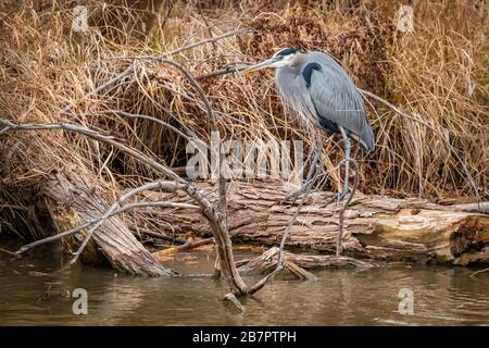 Great Blue Heron (Ardea herodias) an einem Seeufer in Oklahoma City Stockfoto