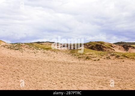 Sanddünen mit Pflanzen und Blumen am Sand City Beach, Kalifornien Stockfoto