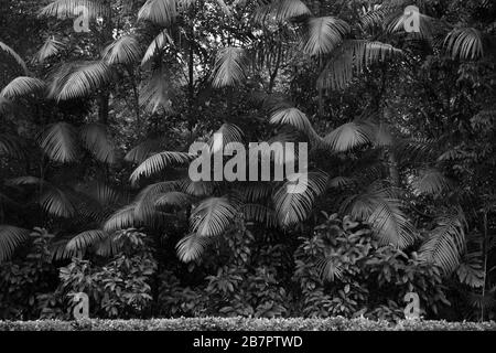 Große Palmblätter kontrastieren mit kleineren, blättrigen Pflanzen. Stockfoto