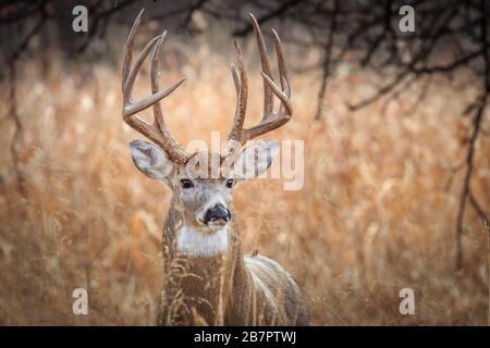 White-tailed Deer (Odocoileus virginianus), Buck, in einem Winterwald in Oklahoma City Stockfoto