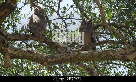 Zwei riesige Adlerohlen stachen in einem Wurstbaum bei serengeti auf Stockfoto