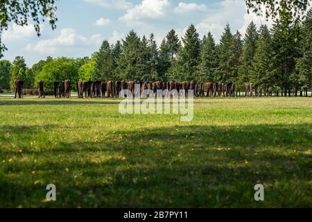 "Die unerkannten", eine Skulptur von Magdalena Abakanowicz, im Zitadellenpark in Posen, Polen 2019. Stockfoto