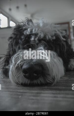 Nahaufnahme des Gesichts des niedlichen Hundes, das unten liegt. Stockfoto