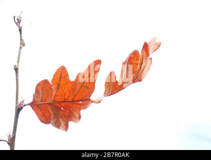 Hoch an einem Baum, orange-braune Eichenblätter auf weißem Grund, große vergilbte Blätter, Herbststillstand, Platz für Text, lange Äste, Herbst Stockfoto