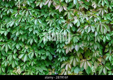 Grüne Blätter und Äste von wilden Trauben am Holzzaun. Eine Anlage, die Wände bedecken und bedecken. Stockfoto