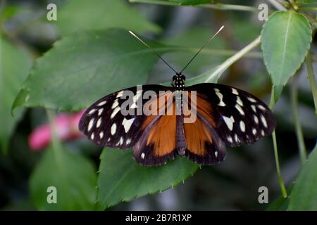 Tiger Longwing Butterfly in einem Schmetterlingskonservatorium, Costa Rica Stockfoto