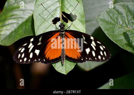 Tiger Longwing Butterfly in einem Schmetterlingskonservatorium, Costa Rica Stockfoto