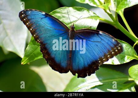 Blauer Morpho-Schmetterling (Morpho Menelaus) in einem Schmetterlings-Wintergarten, Costa Rica Stockfoto