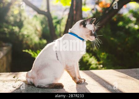 Eine Hauskatze an der Leine im Garten. Blauäugiger männlicher Katzenkatze Mekong Bobtail. Schöne Rassekatze Mekongsky Bobtail, Haustier an der Leine. Die Katze läuft Stockfoto