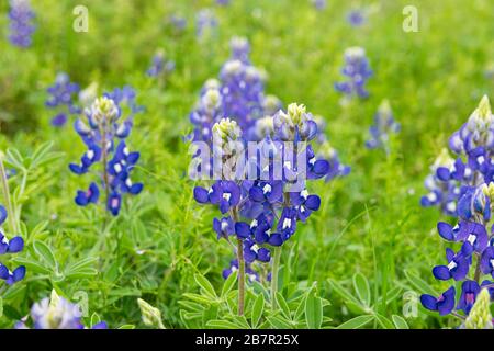 Nahaufnahme einiger farbenfroher Bluebonnet-Blumen in voller Blüte, umgeben von lebhaften, leuchtend grünen Blättern und Laub, während sich der Frühling in Texas nähert. Stockfoto