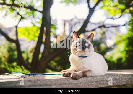 Porträt einer schönen Katze auf Leinen im Sommergarten. Haustiere Outdoor-Abenteuer im Park. Junge Katze, siamesischer Typ, Mekong im Freien Stockfoto