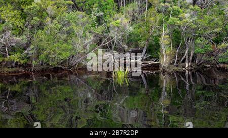 Reflexionen des Waldes auf dem ruhigen Wasser des Gordon River in Tasmanien, Australien. Farbtonierung im Kino. Stockfoto