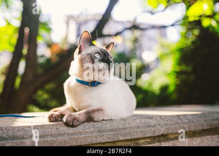 Porträt einer schönen Katze auf Leinen im Sommergarten. Haustiere Outdoor-Abenteuer im Park. Junge Katze, siamesischer Typ, Mekong im Freien Stockfoto