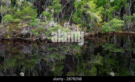 Reflexionen des Waldes auf dem ruhigen Wasser des Gordon River in Tasmanien, Australien. Farbtonierung im Kino. Stockfoto