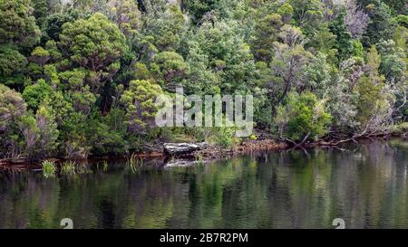 Reflexionen des Waldes auf dem ruhigen Wasser des Gordon River in Tasmanien, Australien. Farbtonierung im Kino. Stockfoto