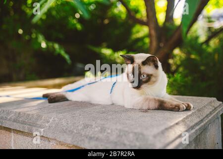 Porträt einer schönen Katze auf Leinen im Sommergarten. Haustiere Outdoor-Abenteuer im Park. Junge Katze, siamesischer Typ, Mekong im Freien Stockfoto