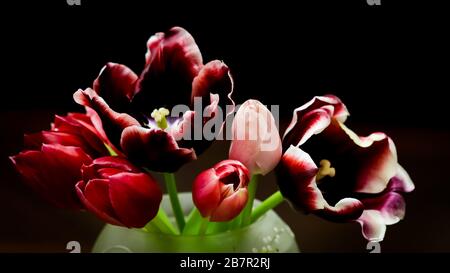 Blumenstrauß aus roten Tulpen in einer Vase isoliert auf dunklem Hintergrund. Perfekt für die Grußkartenkulisse Stockfoto