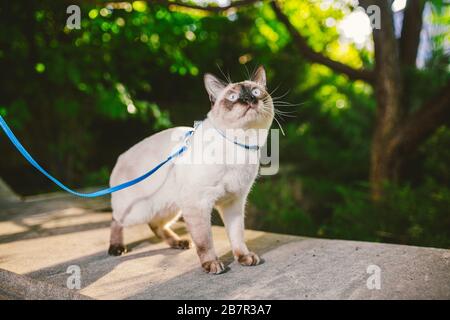 Porträt einer schönen Katze auf Leinen im Sommergarten. Haustiere Outdoor-Abenteuer im Park. Junge Katze, siamesischer Typ, Mekong im Freien Stockfoto