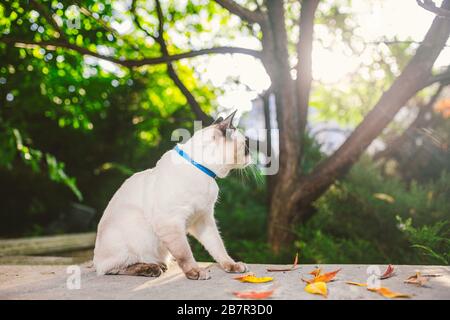 Porträt einer schönen Katze auf Leinen im Sommergarten. Haustiere Outdoor-Abenteuer im Park. Junge Katze, siamesischer Typ, Mekong im Freien Stockfoto