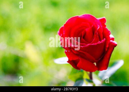 primo Piano di rosa in fiore Farbe Rosso Stockfoto