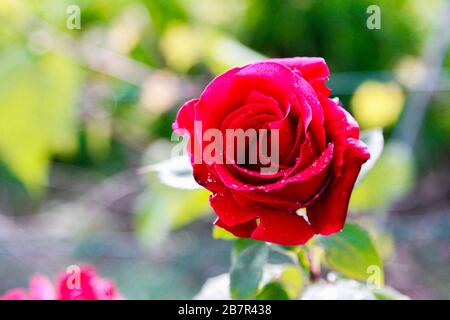 primo Piano di rosa in fiore Farbe Rosso Stockfoto