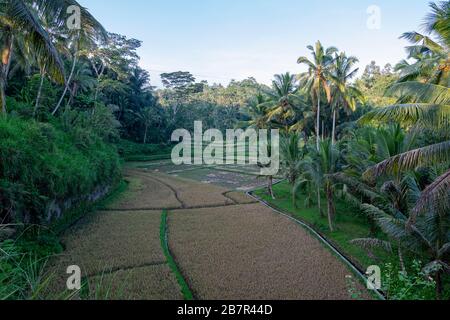 Überblick über ein Reisfeld, umgeben von Palmen in Indonesien Stockfoto