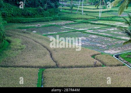 Überblick über ein Reisfeld, umgeben von Palmen in Indonesien Stockfoto