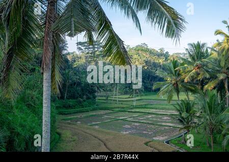 Überblick über ein Reisfeld, umgeben von Palmen in Indonesien Stockfoto