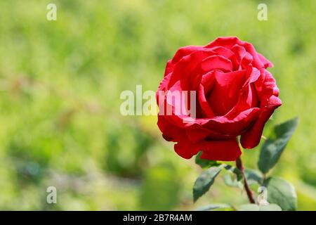 primo Piano di rosa in fiore Farbe Rosso Stockfoto