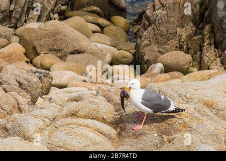 Möwe mit einem Fisch am Strand Stockfoto