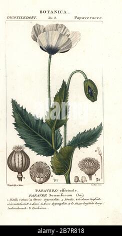 Opiummohn, Papaver somniferum, Papavero officinale. Handfarbige Kupferstichgravur aus Jussieus Dizionario delle Scienze NATURALI, Wörterbuch der Naturwissenschaften, Florenz, Italien, 1837. Von Cellai gravierte Illustration, gezeichnet und geleitet von Pierre Jean-Francois Turpin, herausgegeben von Batelli e Figli. Turpin (1775-1840) gilt als einer der größten französischen Botanischen Illustratoren des 19. Stockfoto