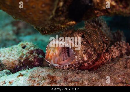 Ein Skorpionfisch unter den Felsen in Bonaire, Niederlande. Stockfoto