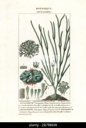 Grünalgenarten, Spongodium elongatum, Spongodium obtusatum und Spongodium cristatum. Handfarbige Kupferstichgravur von Antoine Laurent de Jussieus Dizionario delle Scienze NATURALI, Wörterbuch der Naturwissenschaften, Florenz, Italien, 1837. Von Mlle gravierte Abbildung. Massard, gezeichnet und geleitet von Pierre Jean-Francois Turpin nach Illustrationen von Jean Baptiste de Saint-Vincent und herausgegeben von Batelli e Figli. Turpin (1775-1840) gilt als einer der größten französischen Botanischen Illustratoren des 19. Stockfoto