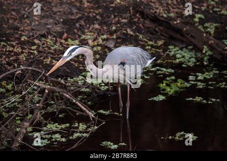 Der große blaue Reiher, der den Vogel Ardea herodias hüpft, weht auf der Suche nach Fischen im Myakka River in Sarasota, Florida durch einen Teich. Stockfoto