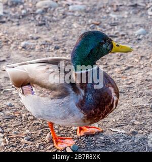 Nahansicht eines Stehmallards. Stockfoto