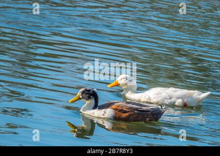 Paar Enten schwimmen im Wasser Stockfoto