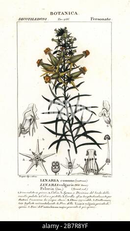 Gewöhnlicher Toadflachs oder gelber Toadflachs, Linaria vulgaris, Linaria comune. Handfarbige Kupferstichgravur von Antoine Laurent de Jussieus Dizionario delle Scienze NATURALI, Wörterbuch der Naturwissenschaften, Florenz, Italien, 1837. Von Corsi gravierte Illustration, gezeichnet und geleitet von Pierre Jean-Francois Turpin, herausgegeben von Batelli e Figli. Turpin (1775-1840) gilt als einer der größten französischen Botanischen Illustratoren des 19. Stockfoto