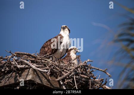 Frauen- und Männerpaar des Beutevogels Pandion haliaetus in einem Nest hoch über dem Myakka River in Sarasota, Florida. Stockfoto