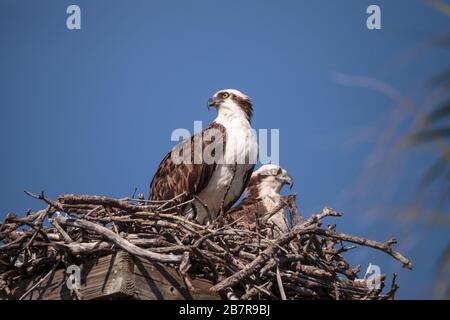 Frauen- und Männerpaar des Beutevogels Pandion haliaetus in einem Nest hoch über dem Myakka River in Sarasota, Florida. Stockfoto