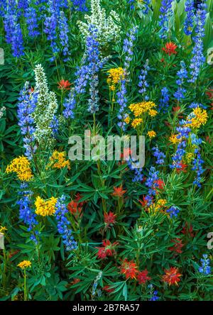 Blue Lupin, Arrowhead Groundsel, Indian Paintbrush, Corn Lily, Stanislaus National Forest, Sierra Nevada, Kalifornien Stockfoto