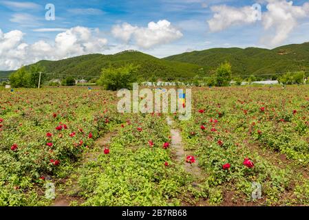 Rose Farm am Lashi Lake in Yunnan, China, wo Naxi-Bauern Rosen ernten, die in Kosmetik und Backwaren verwendet werden sollen. Stockfoto