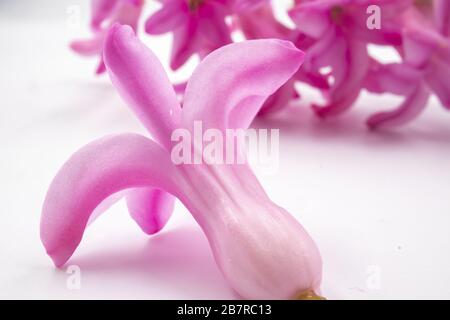 Extreme Nahaufnahme einer rosa Hyazinthe Blume auf einem Weiße Oberfläche Stockfoto