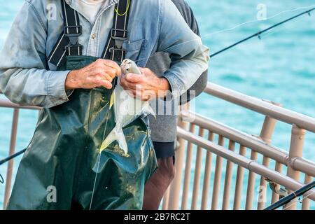 Ein Fischer entfernt Haken von einem Fisch, den er gefangen hat Stockfoto