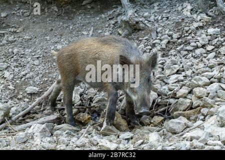 Brown Visayan warty Schwein zu Fuß in einem felsigen Bereich während Tagsüber Stockfoto