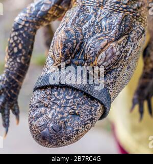 Nahaufnahme eines Babyalligators Stockfoto