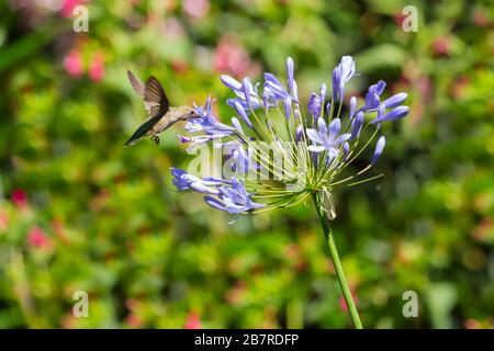 Hummingbird auf Agapanthus Stockfoto